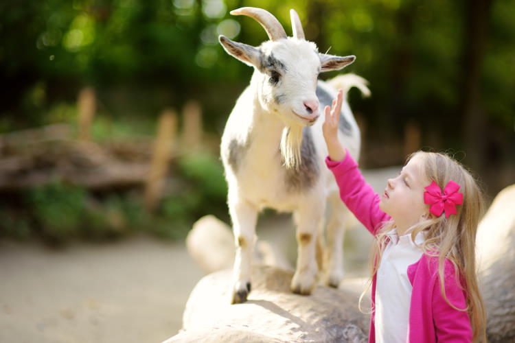 Bauernhof Kindergeburtstag