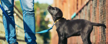 Training Hundewelpen