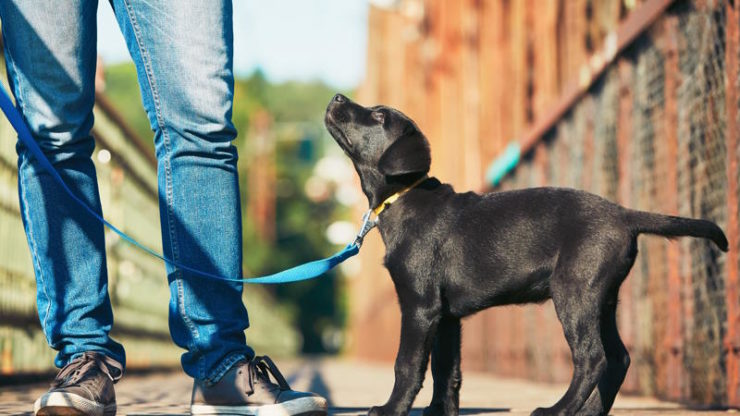 Training Hundewelpen